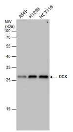 DCK Antibody in Western Blot (WB)