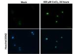 HIF-2 alpha Antibody in Immunocytochemistry (ICC/IF)