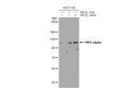 HIF-2 alpha Antibody in Western Blot (WB)