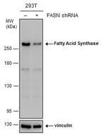 FASN Antibody