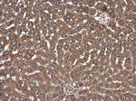 FASN Antibody in Immunohistochemistry (Paraffin) (IHC (P))