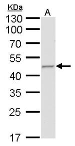 Fumarase Antibody in Western Blot (WB)