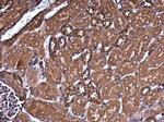 Filamin B Antibody in Immunohistochemistry (Paraffin) (IHC (P))