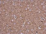 Filamin B Antibody in Immunohistochemistry (Paraffin) (IHC (P))