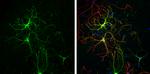 Glutamine Synthetase Antibody in Immunocytochemistry (ICC/IF)