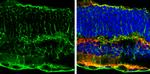 Glutamine Synthetase Antibody in Immunohistochemistry (Frozen) (IHC (F))