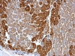 Glutamine Synthetase Antibody in Immunohistochemistry (Paraffin) (IHC (P))