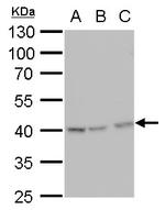 Glutamine Synthetase Antibody in Western Blot (WB)