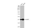 GOT1 Antibody in Western Blot (WB)