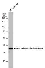 GOT1 Antibody in Western Blot (WB)