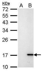 Phospho-Histone H2A.X (Ser139) Antibody in Western Blot (WB)