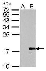 Phospho-Histone H2A.X (Ser139) Antibody in Western Blot (WB)