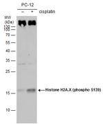 Phospho-Histone H2A.X (Ser139) Antibody in Western Blot (WB)