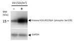 Phospho-Histone H2A.X (Ser139) Antibody in Western Blot (WB)