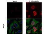 Phospho-Histone H2A.X (Ser139) Antibody in Immunocytochemistry (ICC/IF)