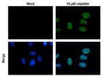 Phospho-Histone H2A.X (Ser139) Antibody in Immunocytochemistry (ICC/IF)