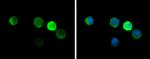 HBZ Antibody in Immunocytochemistry (ICC/IF)