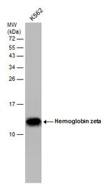 HBZ Antibody in Western Blot (WB)