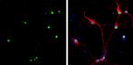 HMGB1 Antibody in Immunocytochemistry (ICC/IF)