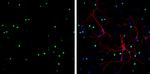 HMGB1 Antibody in Immunocytochemistry (ICC/IF)