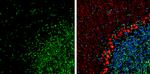 HMGB1 Antibody in Immunohistochemistry (Frozen) (IHC (F))