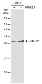 HMGB1 Antibody in Western Blot (WB)