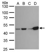 IDH1 Antibody in Western Blot (WB)