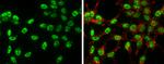 Phospho-c-Jun (Ser63) Antibody in Immunocytochemistry (ICC/IF)