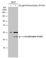 Phospho-c-Jun (Ser63) Antibody in Western Blot (WB)