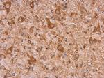 MYH9 Antibody in Immunohistochemistry (Paraffin) (IHC (P))