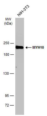 MYH10 Antibody in Western Blot (WB)