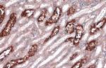 MYH10 Antibody in Immunohistochemistry (Paraffin) (IHC (P))