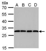 PGAM1 Antibody in Western Blot (WB)