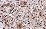 SP1 Antibody in Immunohistochemistry (Paraffin) (IHC (P))