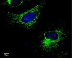 UQCRC1 Antibody in Immunocytochemistry (ICC/IF)