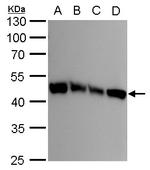 UQCRC1 Antibody in Western Blot (WB)