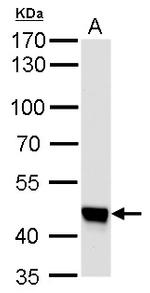 UQCRC1 Antibody in Western Blot (WB)