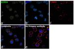 KDM6A Antibody in Immunocytochemistry (ICC/IF)