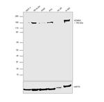 KDM6A Antibody in Western Blot (WB)