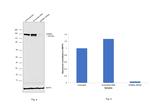 KDM6A Antibody in Western Blot (WB)