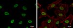 H4K16ac Antibody in Immunocytochemistry (ICC/IF)