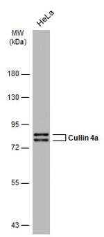 Cullin 4A Antibody in Western Blot (WB)