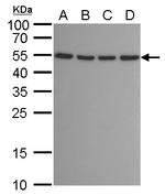 ATG12 Antibody in Western Blot (WB)