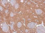 GEF-H1 Antibody in Immunohistochemistry (Paraffin) (IHC (P))