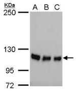 GEF-H1 Antibody in Western Blot (WB)