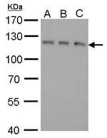 GEF-H1 Antibody in Western Blot (WB)