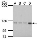 GEF-H1 Antibody in Western Blot (WB)