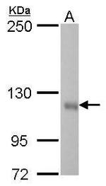 GEF-H1 Antibody in Western Blot (WB)