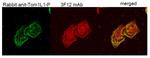 TOM1L1 Antibody in Immunocytochemistry (ICC/IF)