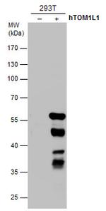 TOM1L1 Antibody in Western Blot (WB)